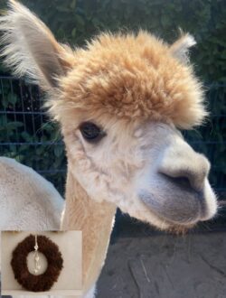 Alpaca knuffelen & krans maken